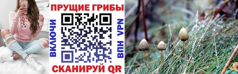 Галлюциногенные грибы GOLDEN TEACHER  Ессентукская 